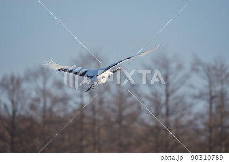 空を飛ぶタンチョウ(北海道・鶴居) 空を飛ぶタンチョウ(北海道・鶴居) 90310789
