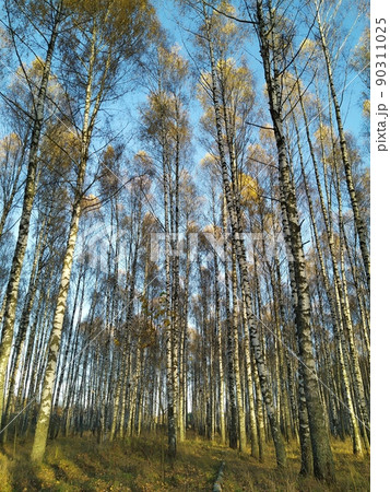 A beautiful landscape in an autumn birch grove. Birch in the sunlight. Autumn forest. Trees. Plants A beautiful landscape in an autumn birch grove. Birch in the sunlight. Autumn forest. Trees. Plants 90311025