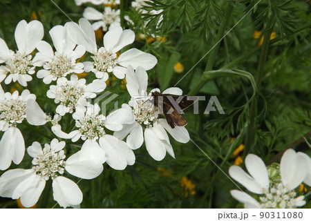 オルレアの蜜を吸うコチャバネセセリ オルレアの蜜を吸うコチャバネセセリ 90311080
