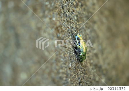 コンクリートに擬態したアマガエル コンクリートに擬態したアマガエル 90311572