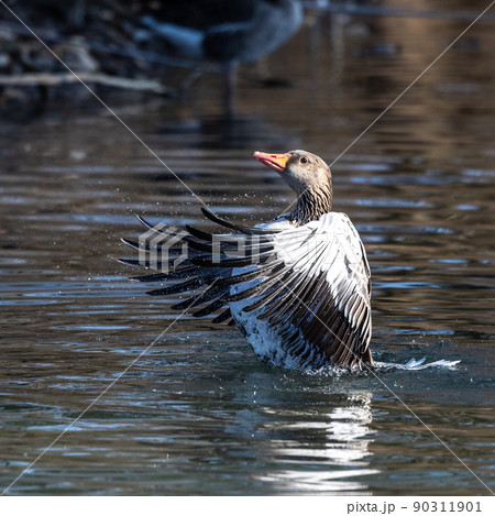 The greylag goose spreading its wings on water. Anser anser is a species of large goose 90311901