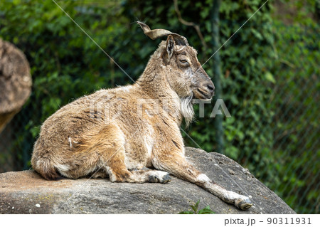 Turkmenian markhor, Capra falconeri heptneri stand on rocks Turkmenian markhor, Capra falconeri heptneri stand on rocks 90311931