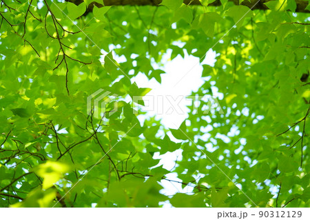新緑のフウの森の背景素材 90312129