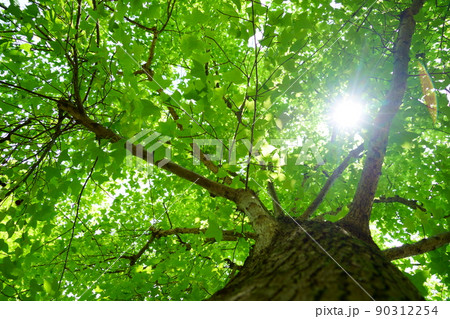 新緑のフウの大木を見上げる 90312254