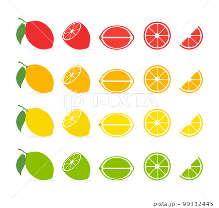 Citrus slices. Vector isolated icon. Tropical fruit isolated. Grapefruit orange lemon lime vector design. Citrus collection isolated elements. Citrus slices. Vector isolated icon. Tropical fruit isolated. Grapefruit orange lemon lime vector design. Citrus collection isolated elements. 90312445