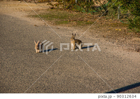 大久野島のウサギ 大久野島のウサギ 90312634
