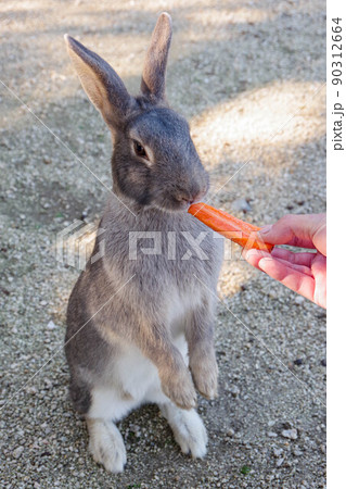 大久野島のウサギ 大久野島のウサギ 90312664