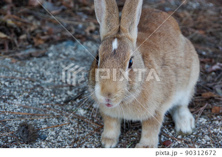 大久野島のウサギ 90312672
