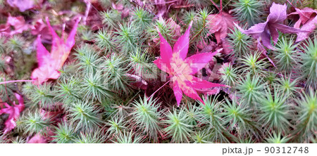 日本の秋　ウマスギゴケ　紅葉 90312748