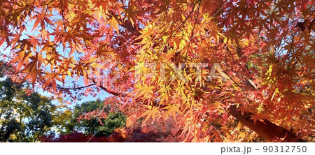 日本の秋　紅葉　行楽　観光 90312750