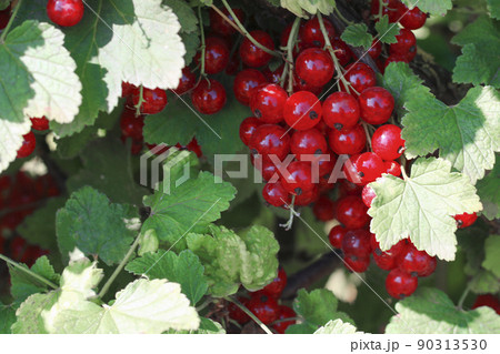 Red currant bush in the garden. Harvesting the summer harvest. Berries of currant. 90313530