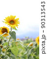 向日葵畑 90313543