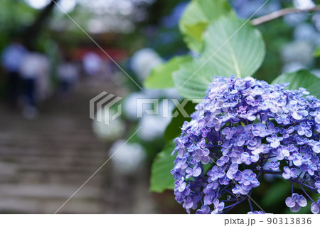 梅雨の雨上がり、紫陽花　かわいい花弁 90313836