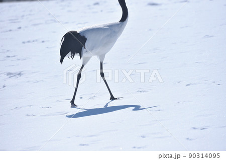 足跡をつけながら雪原を歩くタンチョウ(北海道) 足跡をつけながら雪原を歩くタンチョウ(北海道) 90314095