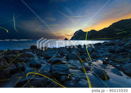 海岸に乱舞するゲンジホタル 珍しい貴重な景色 海岸に乱舞するゲンジホタル 珍しい貴重な景色 90315030