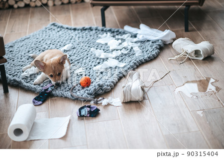 Little puppy making mess in the room Little puppy making mess in the room 90315404