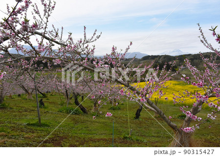【長野県飯綱町】桃の里・丹霞郷と菜の花畑 【長野県飯綱町】桃の里・丹霞郷と菜の花畑 90315427