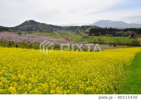 【長野県飯綱町】桃の里・丹霞郷と菜の花畑 90315430