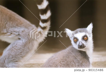 こちらを見るワオキツネザル 90315486