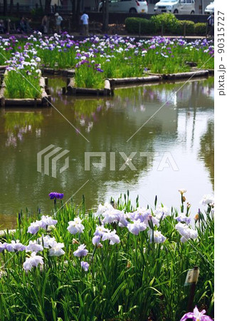 夜宮菖蒲園 夜宮菖蒲園 90315727