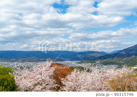京都 春 将軍塚から望む満開の桜 京都 春 将軍塚から望む満開の桜 90315746
