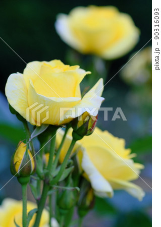 薔薇園の黄色い薔薇三本の写真素材 [90316093] - PIXTA