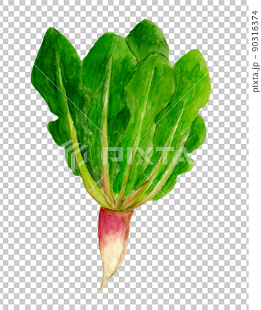 Yamagata Akane spinach hand-painted watercolor illustration Yamagata Akane spinach hand-painted watercolor illustration 90316374