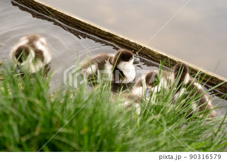 Cute ducklings of Ruddy shelduck (Tadorna ferruginea duck) hide in grass on lake shore, close up Cute ducklings of Ruddy shelduck (Tadorna ferruginea duck) hide in grass on lake shore, close up 90316579