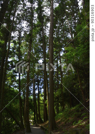 夏の森林浴イメージ　茨城　七つ洞公園の遊歩道 90316903