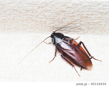 屋内に発生した害虫クロゴキブリのクローズアップ写真 屋内に発生した害虫クロゴキブリのクローズアップ写真 90316930