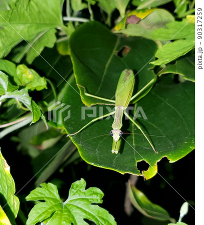 夜の草むらに潜む目が黒いカマキリ 夜の草むらに潜む目が黒いカマキリ 90317259