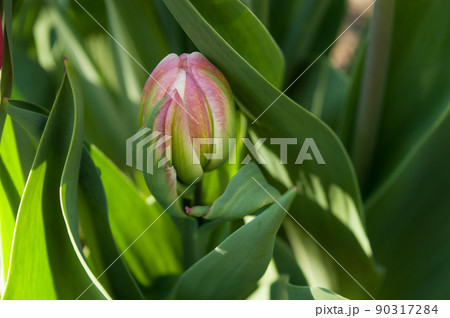 Beautiful pink tulip bud on green background. Beautiful pink tulip bud on green background. 90317284