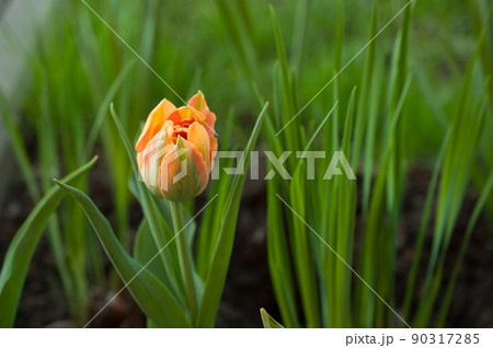 A blooming orange tulip bud in the garden. A blooming orange tulip bud in the garden. 90317285