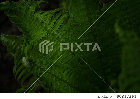 Beautiful green fern leaves in the backlight. Beautiful green fern leaves in the backlight. 90317291