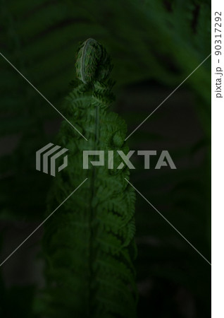 A beautiful fern leaf on a dark background, illuminated by the sun. 90317292