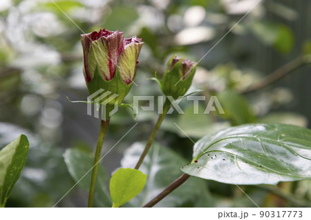 Beautiful Hibiscus flower bud on the tree with bokeh background Beautiful Hibiscus flower bud on the tree with bokeh background 90317773