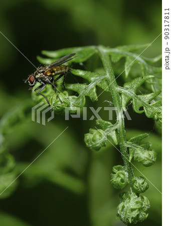 A fly on a budding fern branch A fly on a budding fern branch 90317811