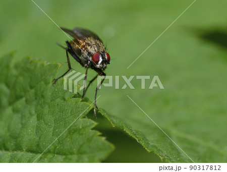 A close-up view of a fly sitting on a tree leaf 90317812