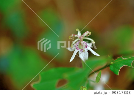 ヤマホトトギスの花 90317838