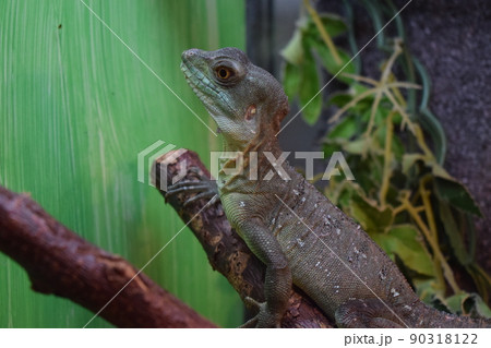 Plumed Basilisk. Adult green basilisk, double crested basilisk. Jesus Christ lizard. 90318122