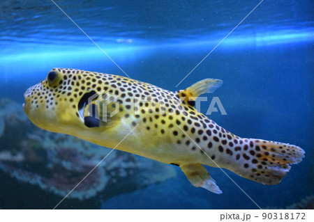 Yellow Blackspotted Puffer Or Dog-faced Puffer Fish Yellow Blackspotted Puffer Or Dog-faced Puffer Fish 90318172