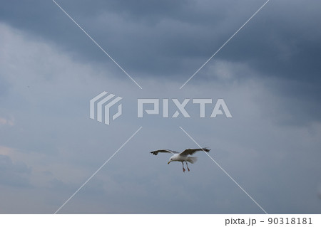 Seagull flying and hovering against a moody dramatic cloudy sky background Seagull flying and hovering against a moody dramatic cloudy sky background 90318181