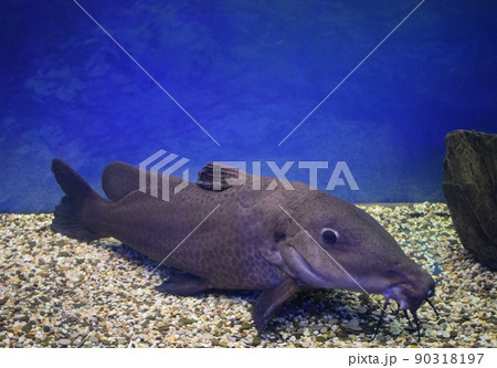Giraffe catfish (Auchenoglanis occidentalis). 90318197