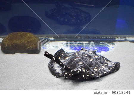 River ray, White-blotched river stingray. Black diamond stingray (Potamotrygon leopoldi) River ray, White-blotched river stingray. Black diamond stingray (Potamotrygon leopoldi) 90318241