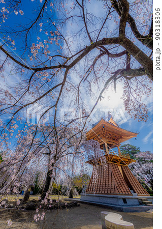 慈眼寺のしだれ桜 慈眼寺のしだれ桜 90318306