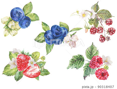 Watercolor summer set of berries. Fruits, strawberries, blueberiies isolated on white background. Hand-drawn botanical collection. 90318407