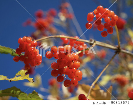 A twig with clusters of ripe red viburnum berries, a close-up shot. Medicinal berries that are useful for health. Lots of red berries, selective focus. A branch of viburnum against the blue sky. 90318675