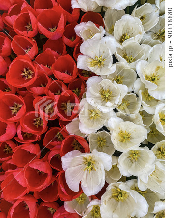 Spring fresh tulips in the colors of the Polish flag 90318880