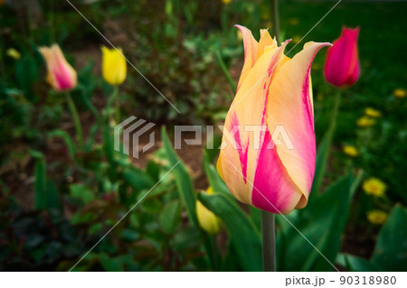 Pink and yellow tulips on flowerbed 90318980