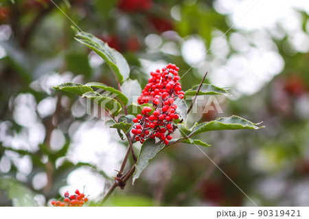 Sambucus racemosa, common red elderberry, red-berried elder berries on the branch in the garden. 90319421